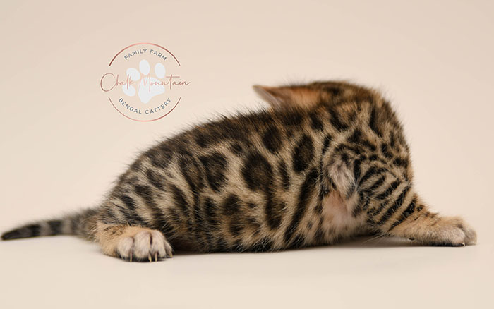 Bengal kitten for sale